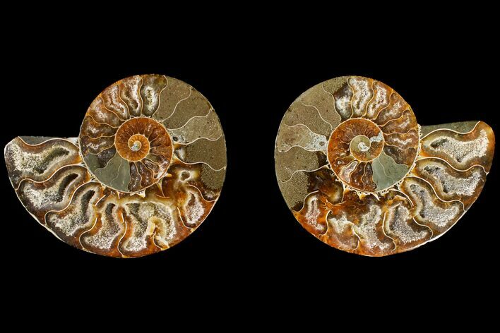 Agatized Ammonite Fossil - Crystal Filled Chambers #145904